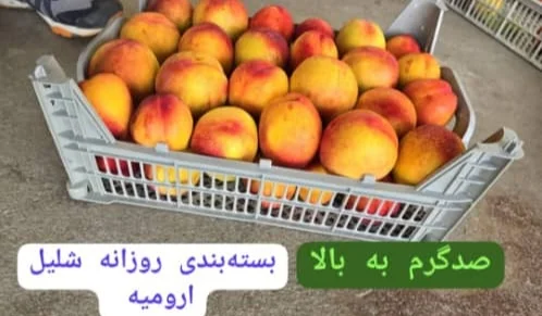 بسته‌بندی مدرن پرتقال برای صادرات