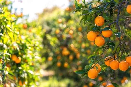 تیم متخصص صادرات پرتقال زاگرس