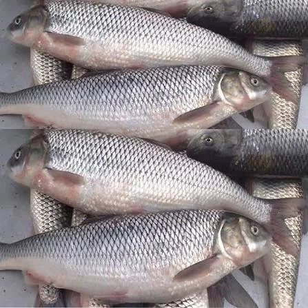 استخرهای پرورش ماهی