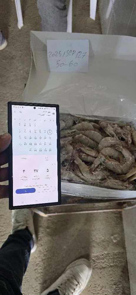 بسته بندی میگو برای صادرات