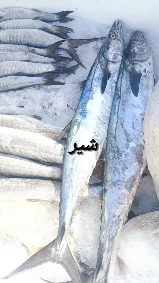 میگو سفید ایرانی