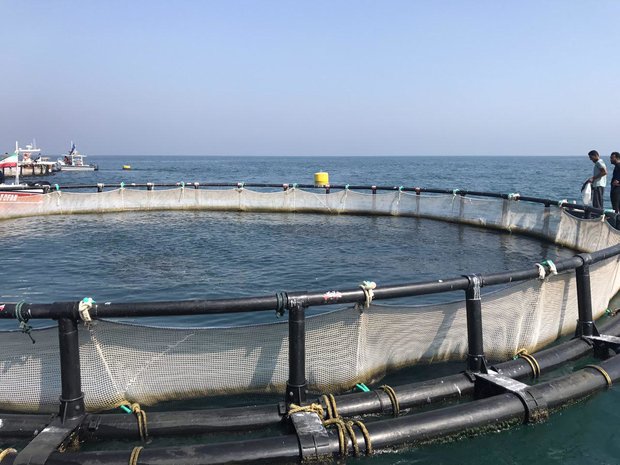 Zuchtfischexport nach Russland, Türkei, Europa und arabische Länder | Zagruse Fischzucht