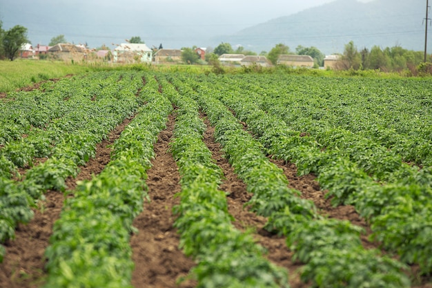 Potato Plantation - zagruse.com - 09120545865