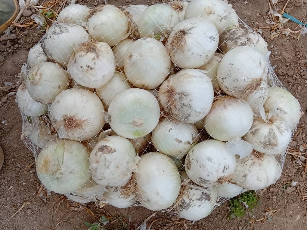 انجیر صادراتی