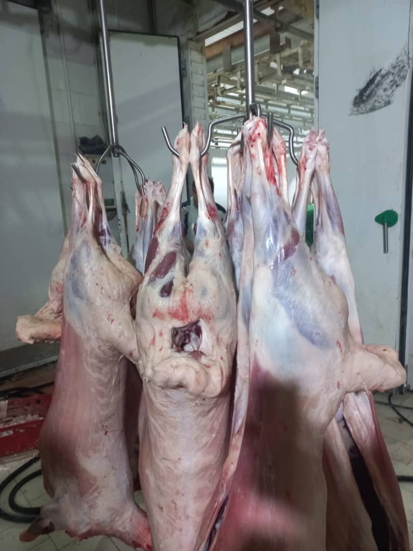 الأغنام الحية