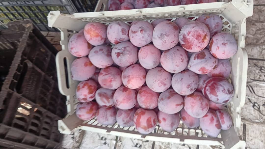 منتجات زراعية عالية الجودة