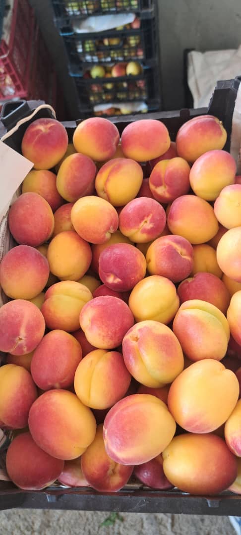 تصدير الفواكه الإيرانية