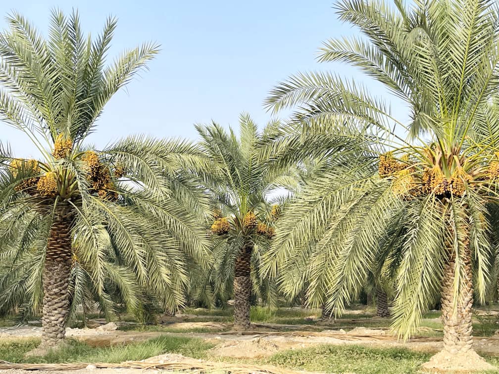 تصدير التمور