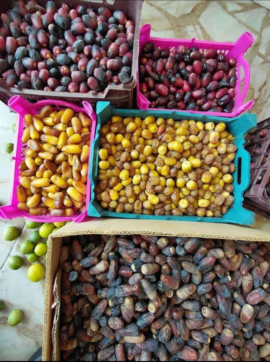 تمور زاهدي مميزة