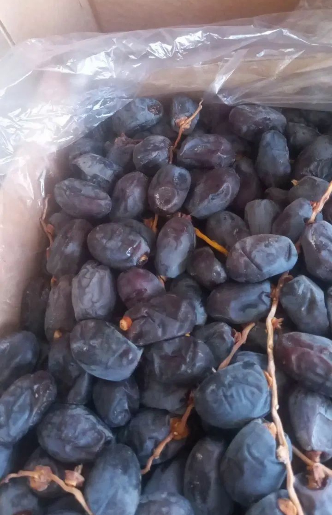 عبوات تمر زاهدي للتصدير