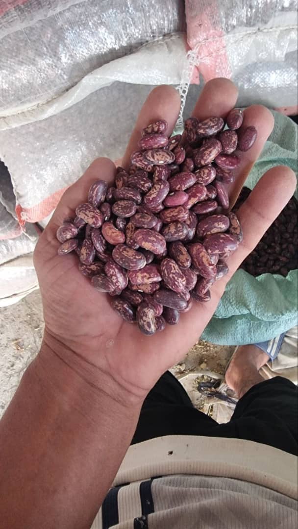 لوبیا صادراتی