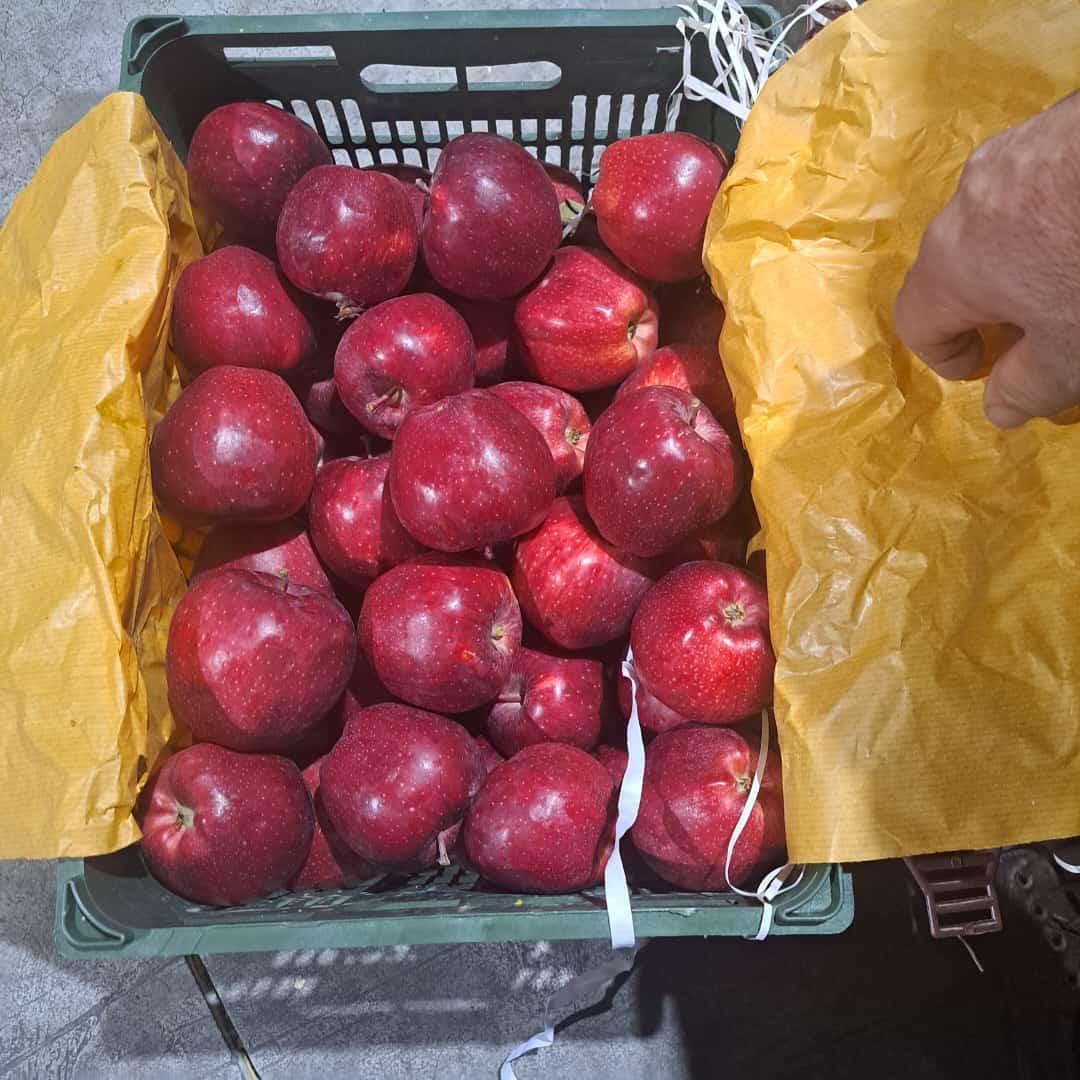 باغات سیب شرکت زاگرس