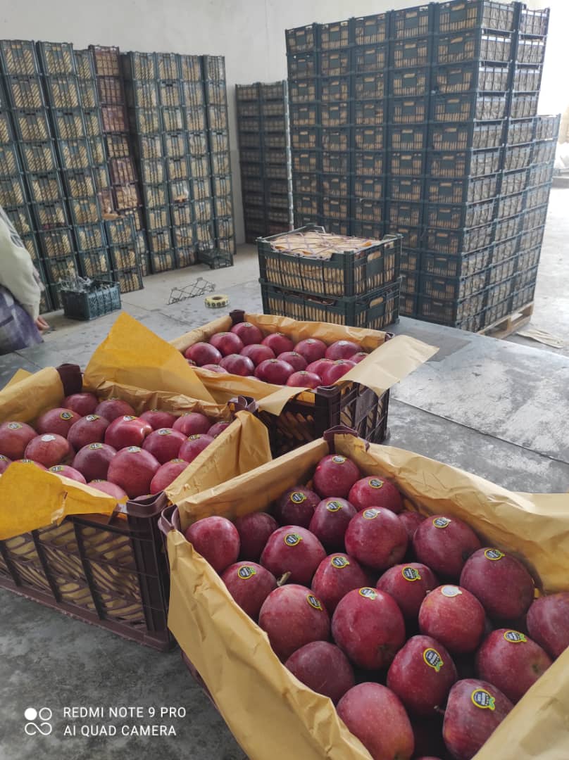انواع سیب صادراتی