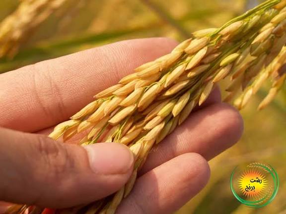 برنج ضیافت